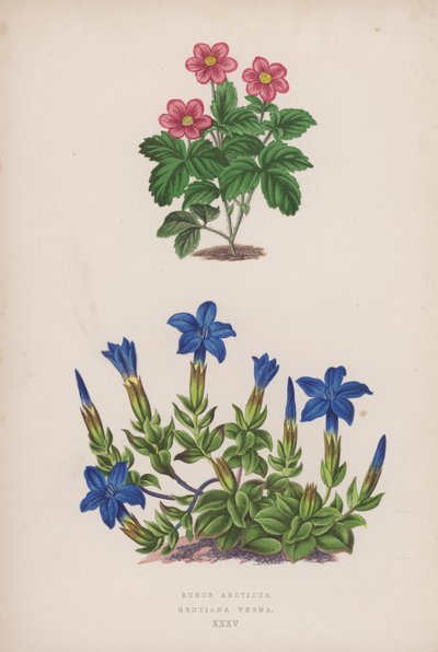 Rubus Arcticus; Gentiana Verna von English School