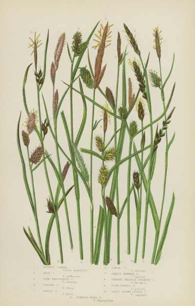 Rostrote Segge, Blasse Segge, Langbrakteierte Segge, Gelbe Segge, Gelbbraune Segge, Lockere Segge (Farblithografie) von English School