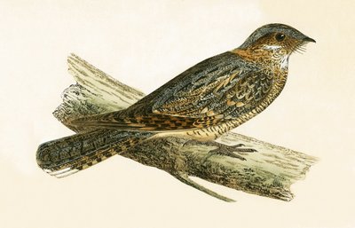 Rotnacken-Nachtschwalbe, Illustration aus 