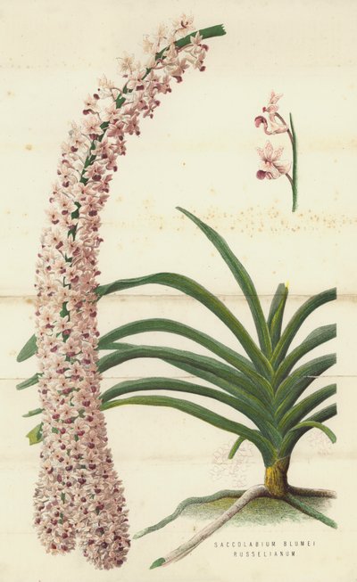 Saccolabium Blumei Russelianum (Chromolithografie) von English School