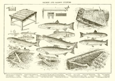 Lachs und Lachskultur von English School