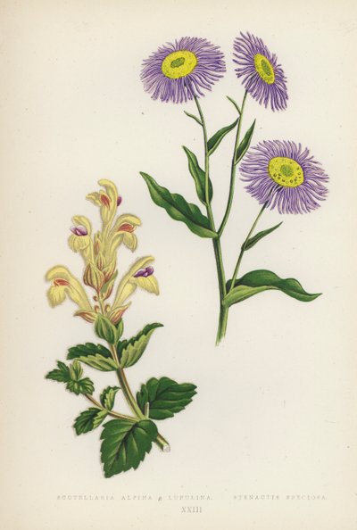 Scutellaria Alpina B Lupulina; Stenactis Speciosa von English School