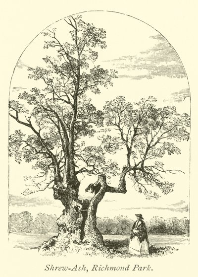 Shrew-Ash, Richmond Park von English School