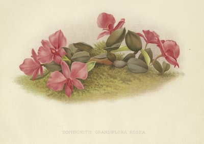 Sophronitis grandiflora rosea von English School