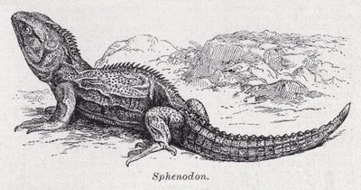 Sphenodon von English School