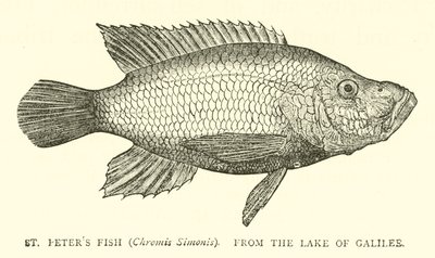 St. Petersfisch (Chromis Simonis) aus dem See Genezareth von English School