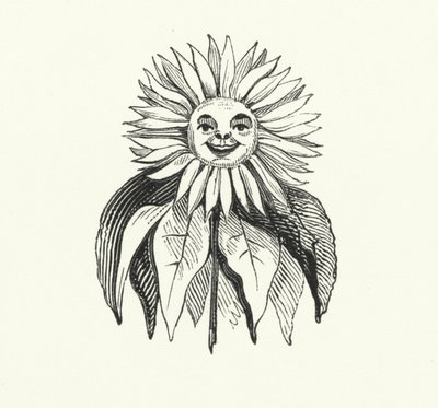 Sonnenblume von English School