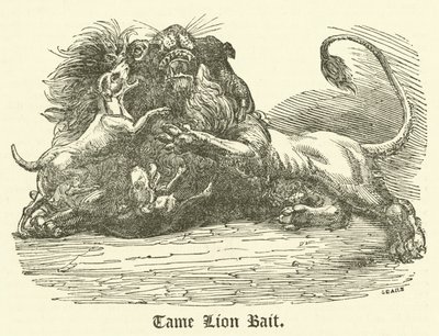 Zahmer Löwenköder (Gravur) von English School