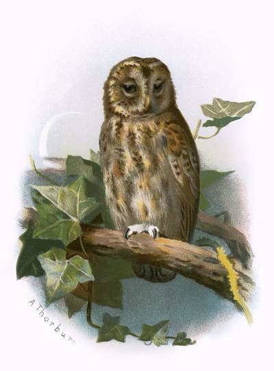 Waldkauz von English School