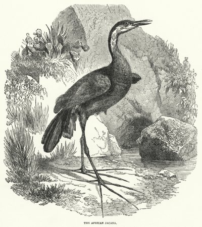 Der Afrikanische Jacana von English School