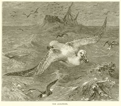 Der Albatros von English School