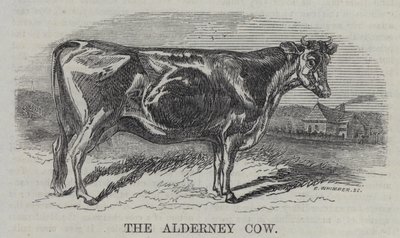 Die Alderney-Kuh (Gravur) von English School