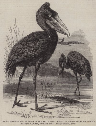 Der Balaeniceps rex oder Storch des Weißen Nils, kürzlich hinzugefügt zu den Gärten der Zoologischen Gesellschaft, Regent