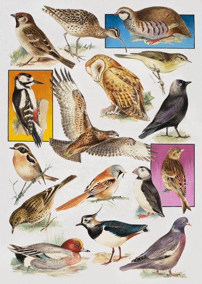 Die Vögel Britanniens von English School