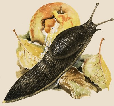 Die schwarze Schnecke von English School