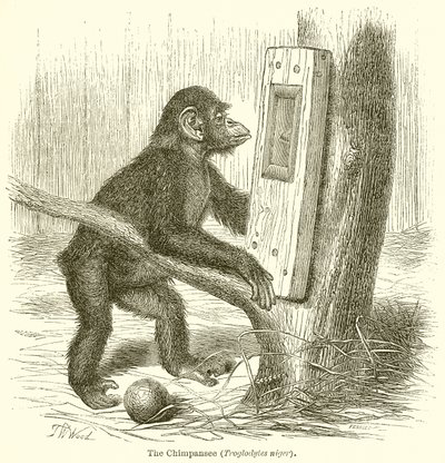 Der Schimpanse (Troglodytes Niger) von English School