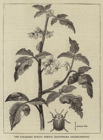 Der Colorado-Kartoffelkäfer, Doryphora decemlineata (Gravur) von English School