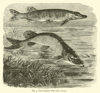 Der Hecht, Esox lucius von English School