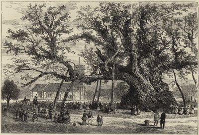 Die Cowthorpe-Eiche von English School