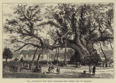 Die Cowthorpe-Eiche bei Wetherby, die älteste Eiche in England (Stich) von English School
