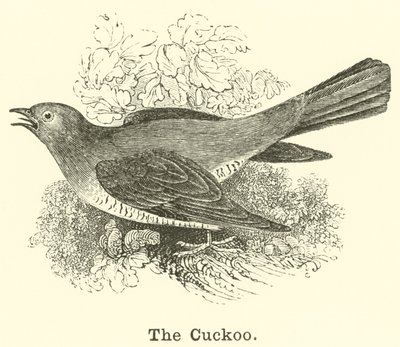 Der Kuckuck von English School