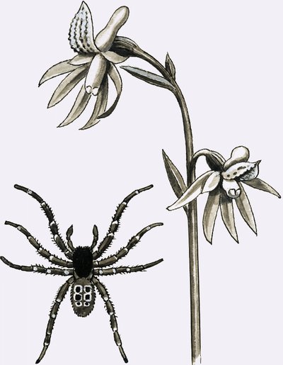 Die Eresus-Spinne und eine seltene Sporn-Korallenwurzel oder Geisterorchidee von English School