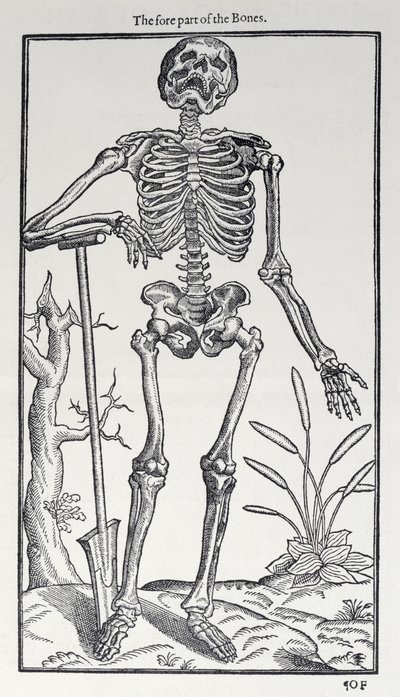 Die Vorderseite der Knochen, Tafel aus The Historie of Man, veröffentlicht von John Banister (1540-1610), 1578 von English School
