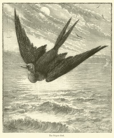 Der Fregattvogel (Gravur) von English School