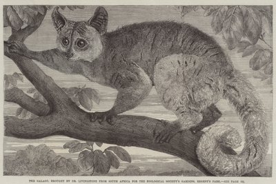 Der Galago, von Dr Livingstone aus Südafrika für den Zoological Society