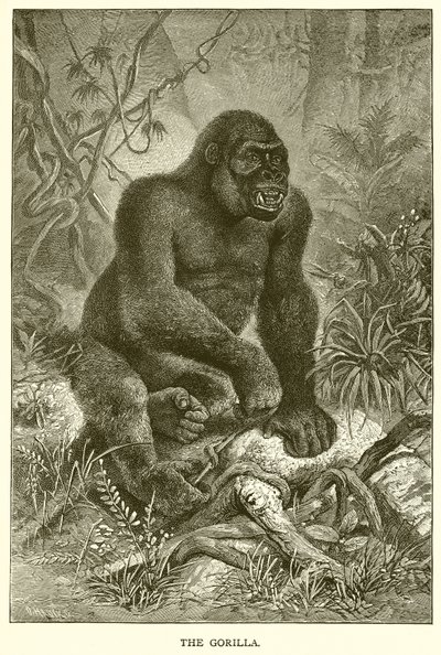 Der Gorilla von English School