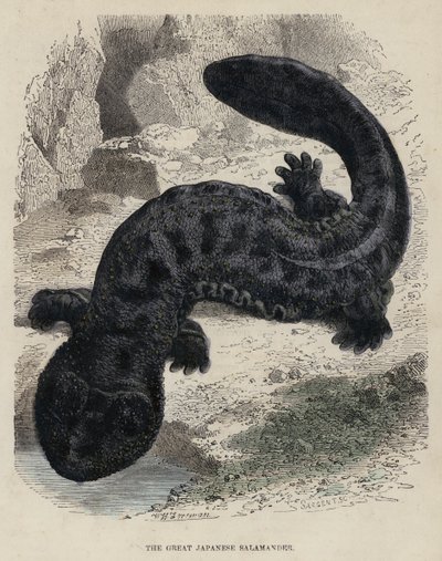 Der Große Japanische Salamander von English School