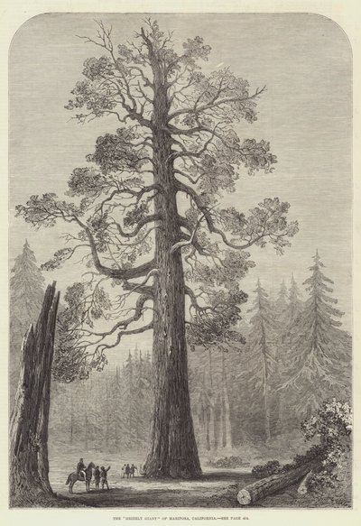 Der "Grizzly Giant" von Mariposa, Kalifornien von English School