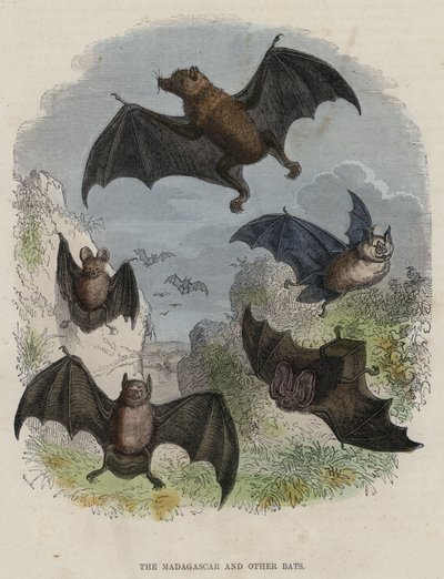 Die Madagaskar- und andere Fledermäuse von English School