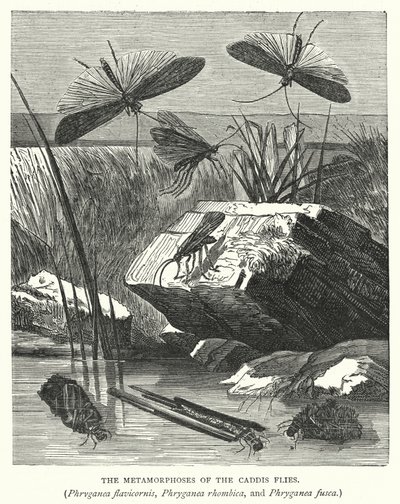 Die Metamorphosen der Köcherfliegen, Phryganea flavicornis, Phryganea rhombica und Phryganea fusca von English School
