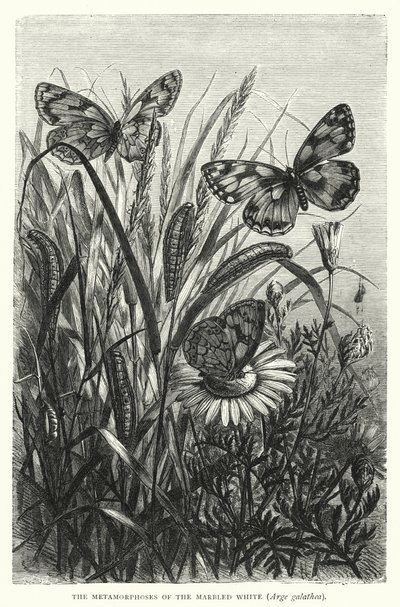 Die Metamorphosen des Schachbrettfalters, Arge galathea von English School