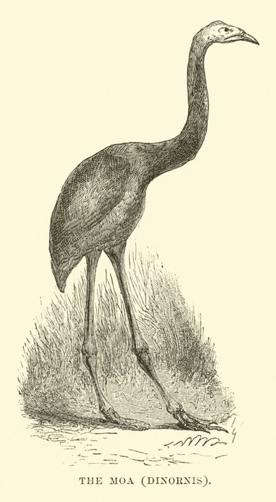 Der Moa, Dinornis von English School