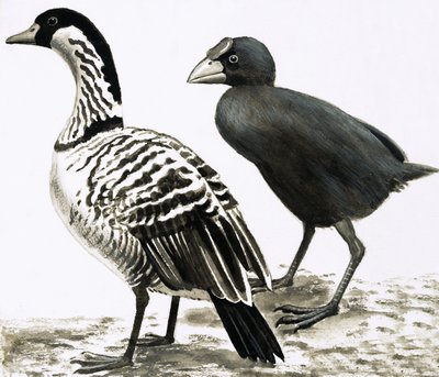 Der Ne-Ne oder Hawaiianische Gans und Takahe-Vogel von English School