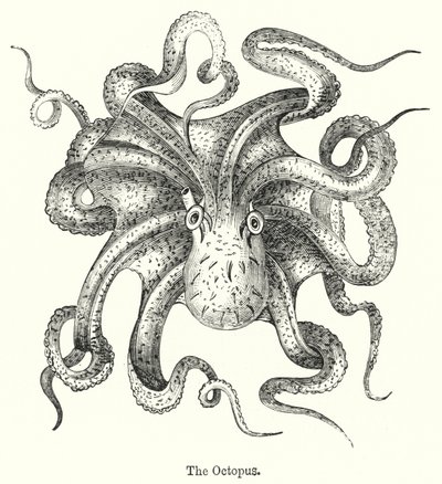 Der Oktopus von English School