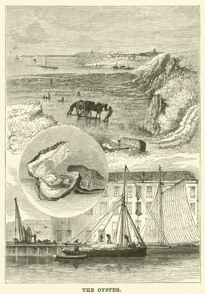 Die Auster (Gravur) von English School