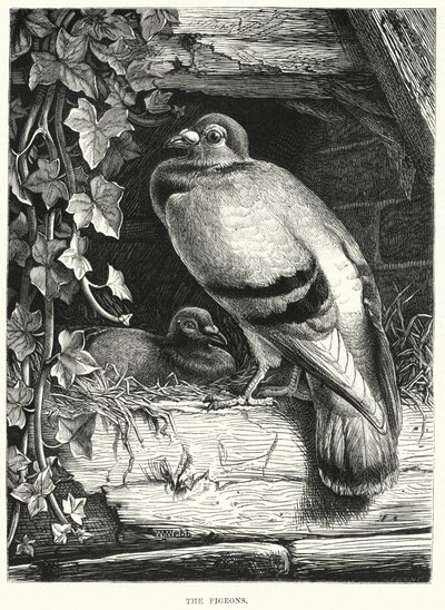 Die Tauben (Gravur) von English School