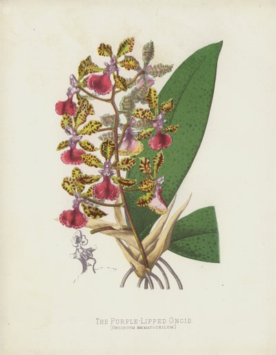 Der Purpurlippige Oncid, Oncidium Haematochilum von English School