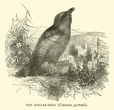Der Blauracke, Coracias garrula von English School