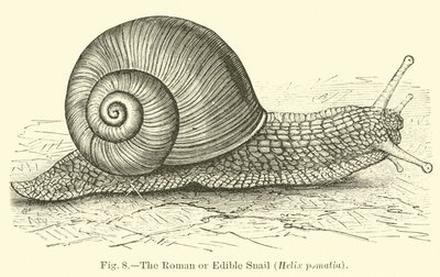 Die römische oder essbare Schnecke (Helix pomatia) von English School