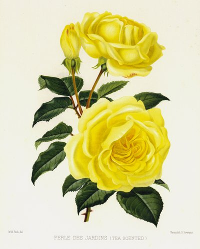 Der Rosengarten: Perle des Gartens, Teeduftend von English School