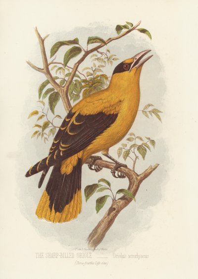 Der Spitzschnabelpirol, Oriolus Acrorhyncus von English School