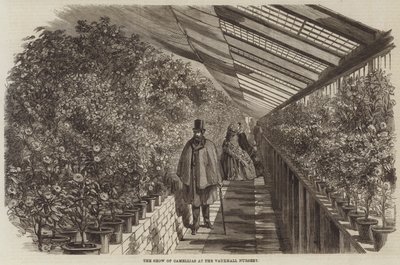 Die Kamelienausstellung in der Vauxhall-Gärtnerei (Stich) von English School