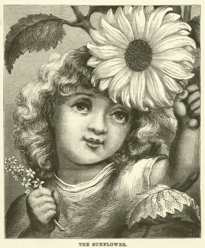 Die Sonnenblume (Gravur) von English School