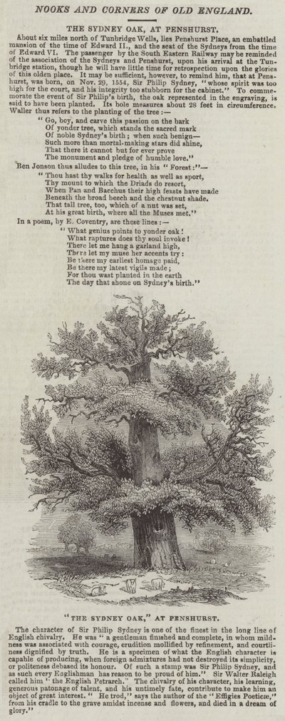 Die Sydney-Eiche in Penshurst (Gravur) von English School