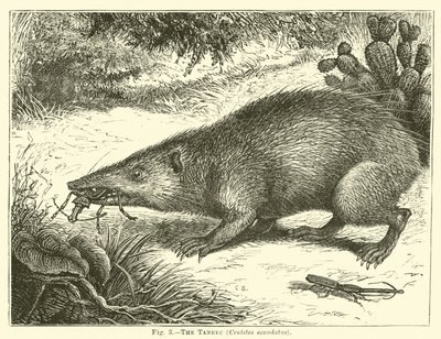 Der Tanrek, Centetes ecaudatus von English School