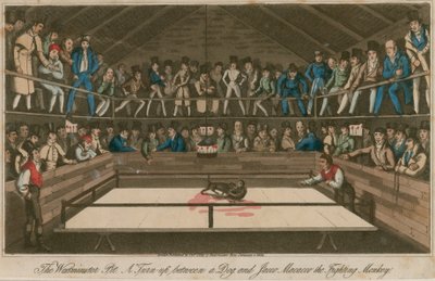 Der Westminster Pit: Ein Aufeinandertreffen zwischen einem Hund und Jacco Macacco, dem kämpfenden Affen von English School